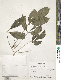 Image of Euadenia trifoliolata