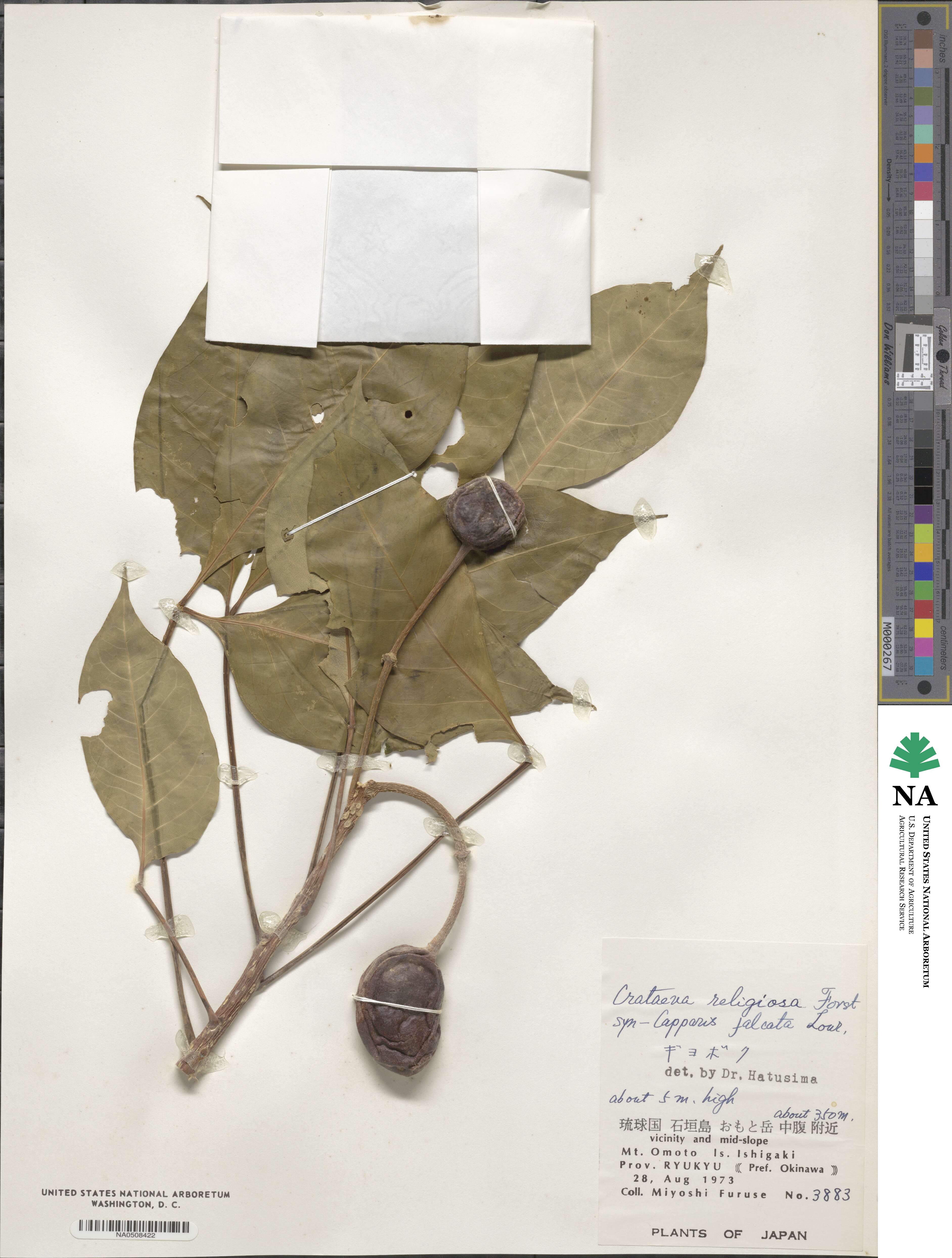 Crataeva religiosa image