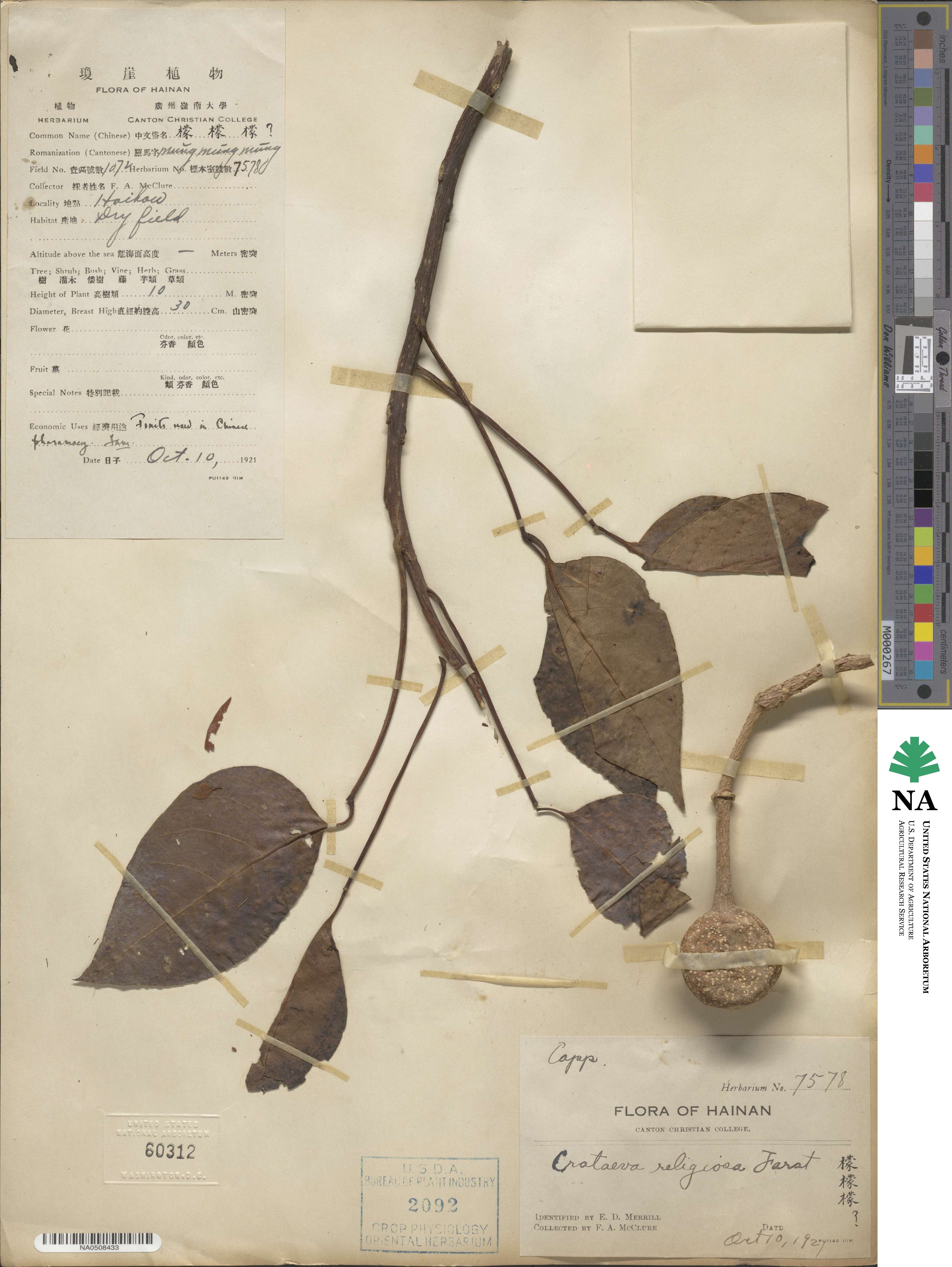 Crataeva religiosa image