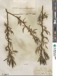 Salix lucida subsp. lasiandra image