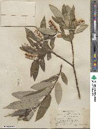 Salix lucida subsp. lasiandra image