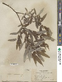 Salix lucida subsp. lasiandra image