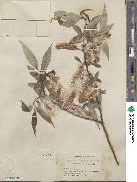 Salix lucida subsp. lasiandra image