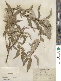 Salix lucida image