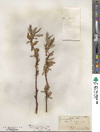 Salix lucida subsp. lasiandra image