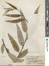 Salix lucida subsp. lasiandra image