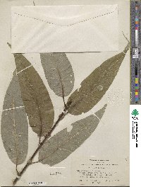 Salix lucida subsp. lasiandra image