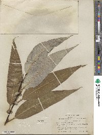 Salix lucida subsp. lasiandra image