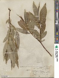 Salix lucida subsp. lasiandra image