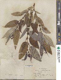 Salix lucida subsp. lasiandra image