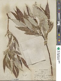 Salix lucida image