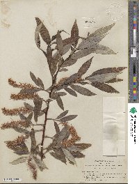 Salix lucida image