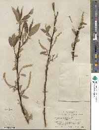 Salix lucida subsp. lasiandra image