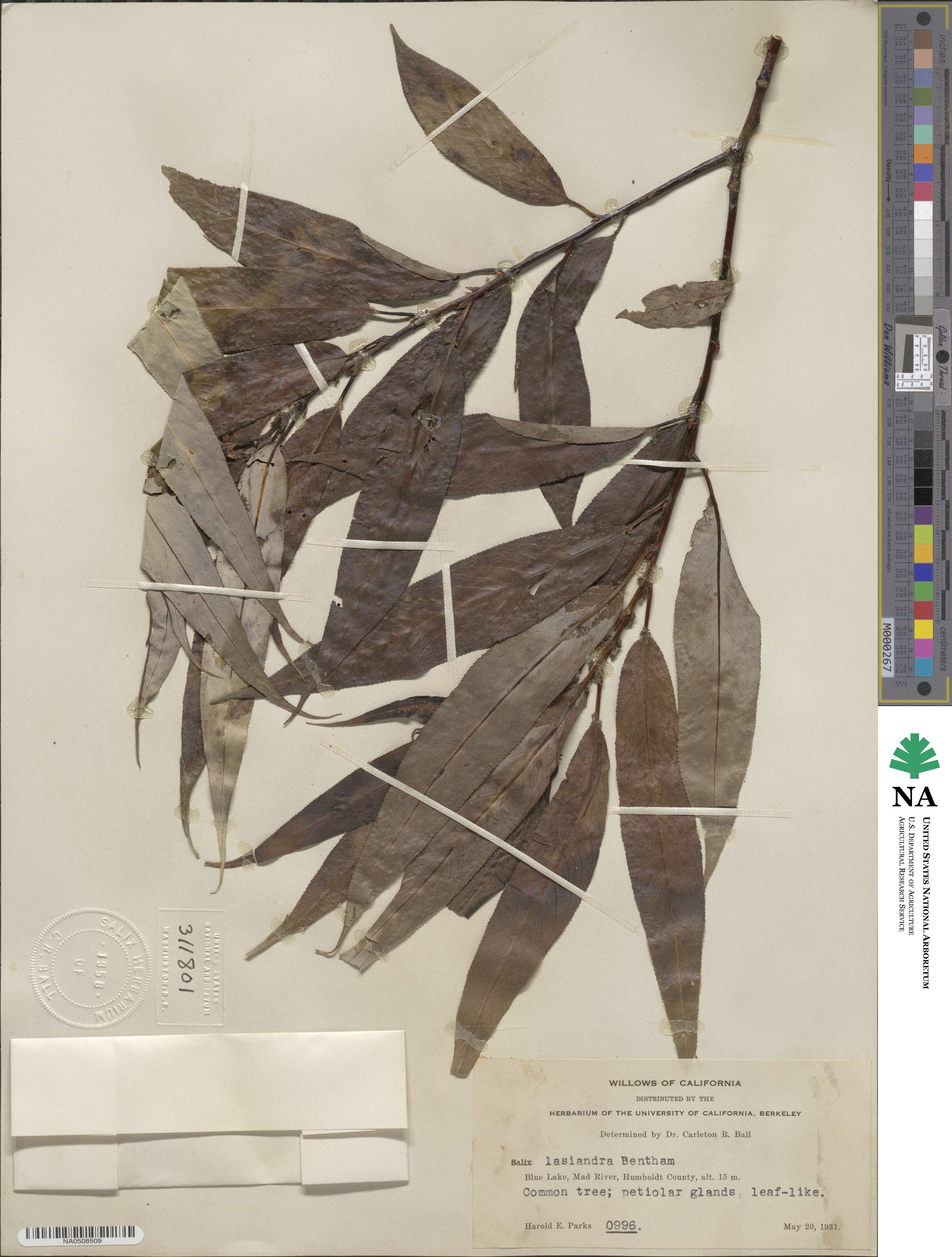 Salix lucida image