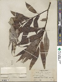 Salix lucida subsp. lasiandra image