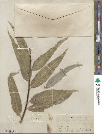 Salix lucida subsp. lasiandra image