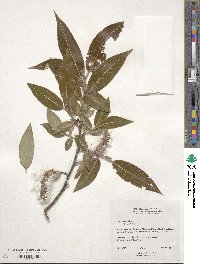 Salix lucida image