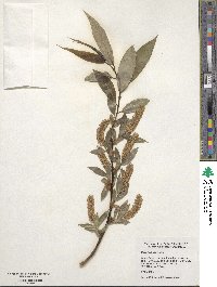 Salix lucida subsp. lasiandra image