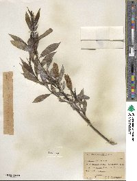 Salix lucida subsp. lasiandra image