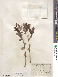 Salix lucida subsp. lasiandra image