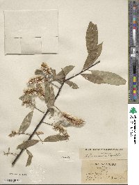 Salix lucida image