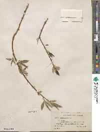 Salix lucida image