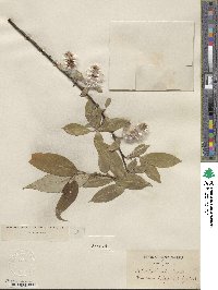 Salix lucida subsp. lasiandra image