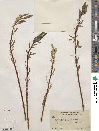 Salix lucida subsp. lasiandra image