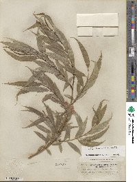 Salix lucida subsp. lasiandra image