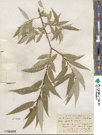 Salix lucida subsp. lasiandra image