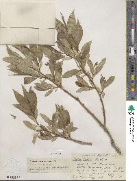 Salix lucida subsp. lasiandra image