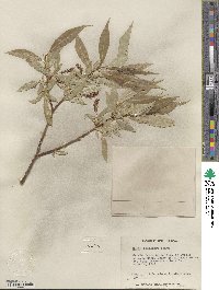 Salix lucida image