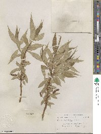 Salix lucida subsp. lasiandra image