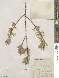 Salix lucida subsp. lasiandra image