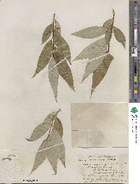 Salix lucida image