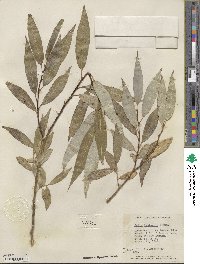 Salix lucida image