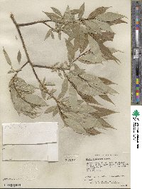 Salix lucida subsp. lasiandra image