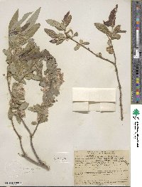 Salix laevigata var. araquipa image