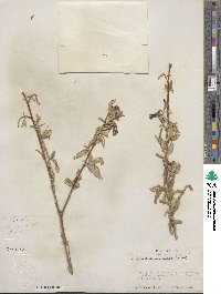 Salix laevigata var. araquipa image