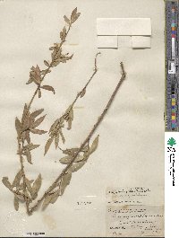 Salix laevigata var. araquipa image