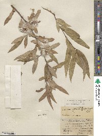 Salix laevigata var. araquipa image