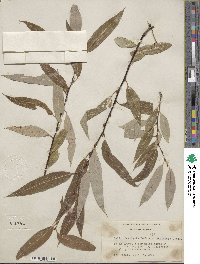 Salix laevigata var. araquipa image