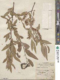 Salix laevigata var. araquipa image