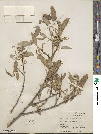 Salix laevigata var. congesta image