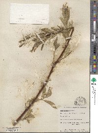 Salix lucida subsp. lasiandra image