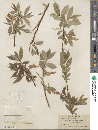 Salix lucida subsp. lasiandra image