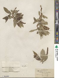 Salix lucida subsp. lasiandra image