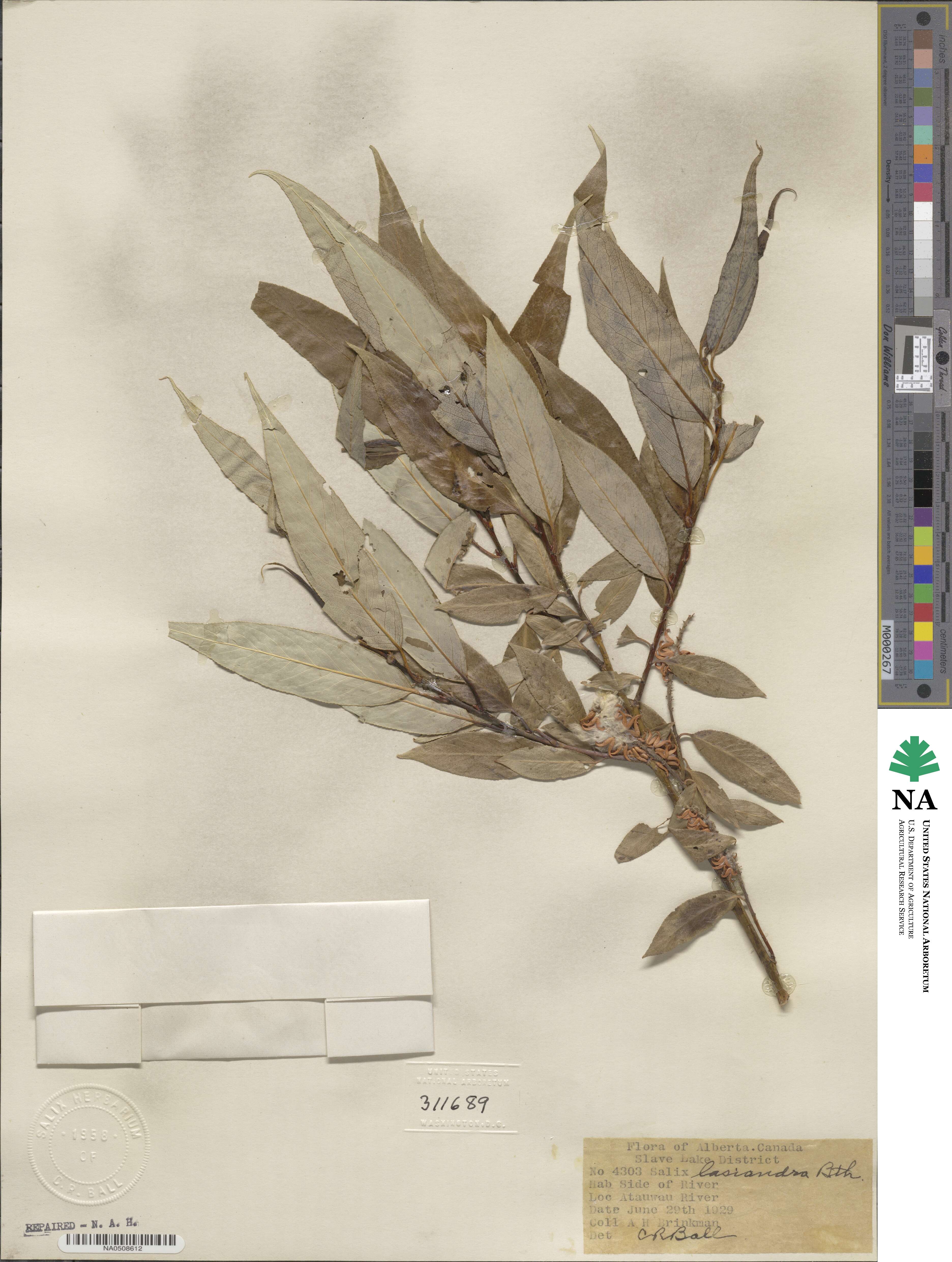 Salix lucida subsp. lasiandra image