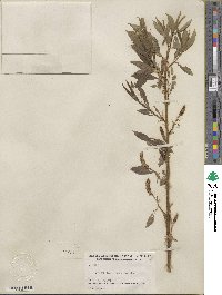 Salix lucida subsp. lasiandra image