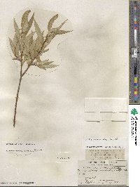 Salix lucida subsp. lasiandra image